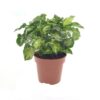 Syngonium Pixie