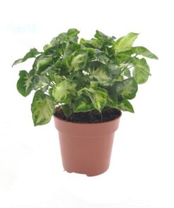 Syngonium Pixie