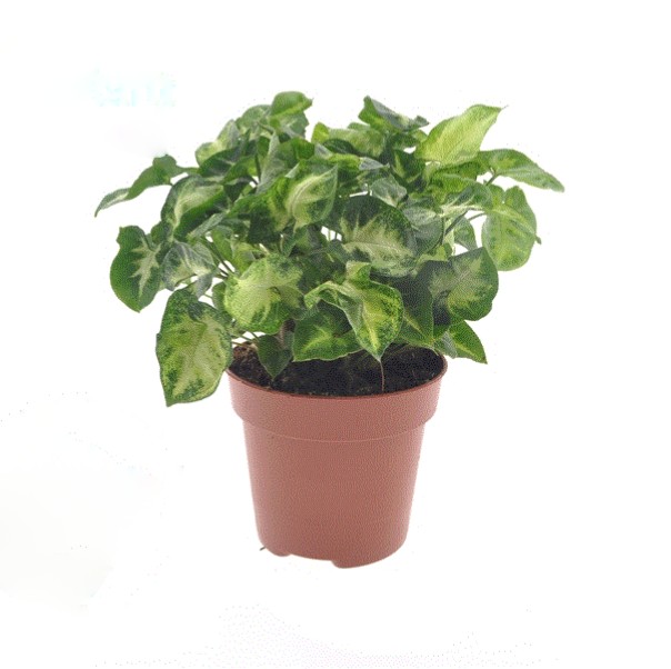 Syngonium Pixie