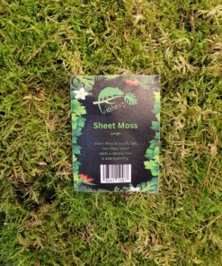 Sheet Moss - Large