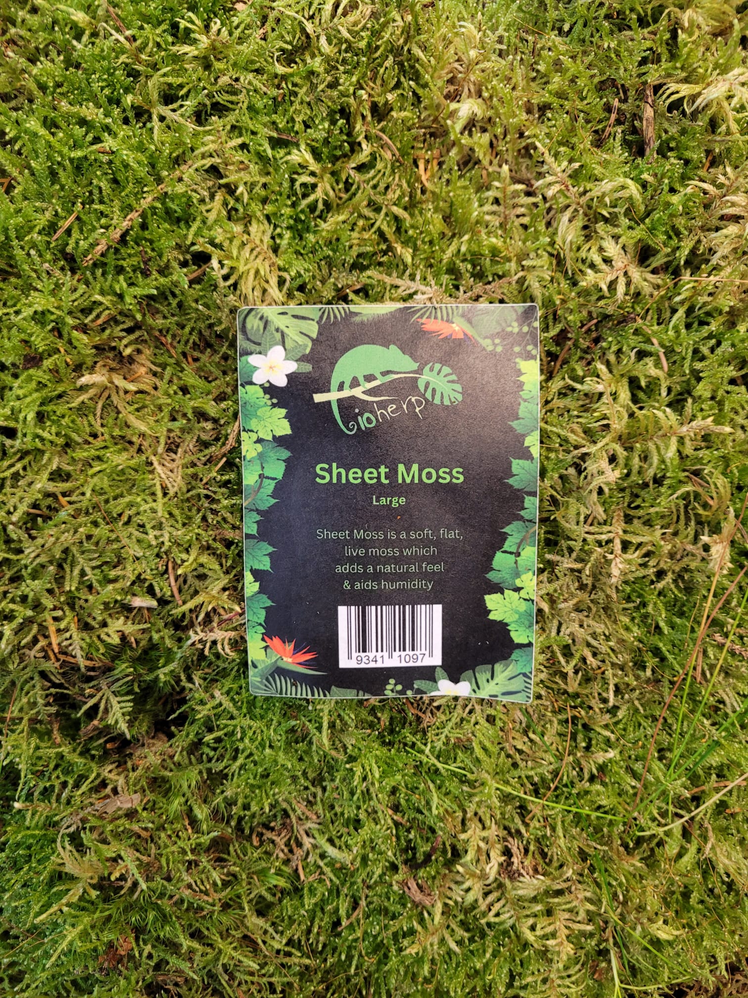 Sheet Moss - Large