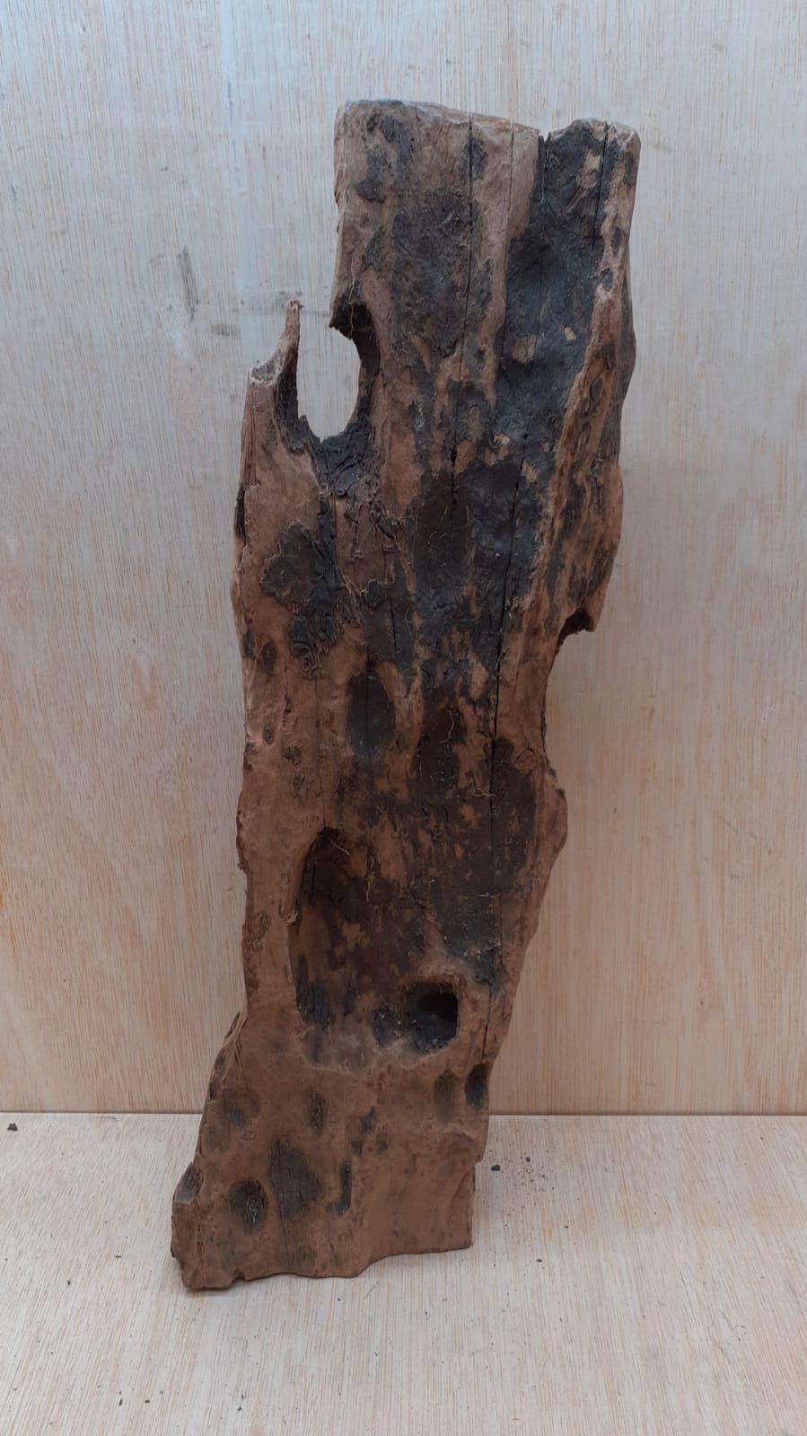 Driftwood - XL 5