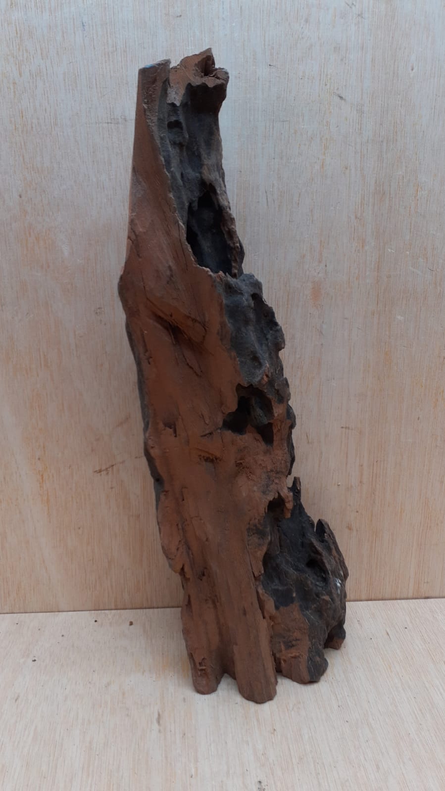 Driftwood - XL 10