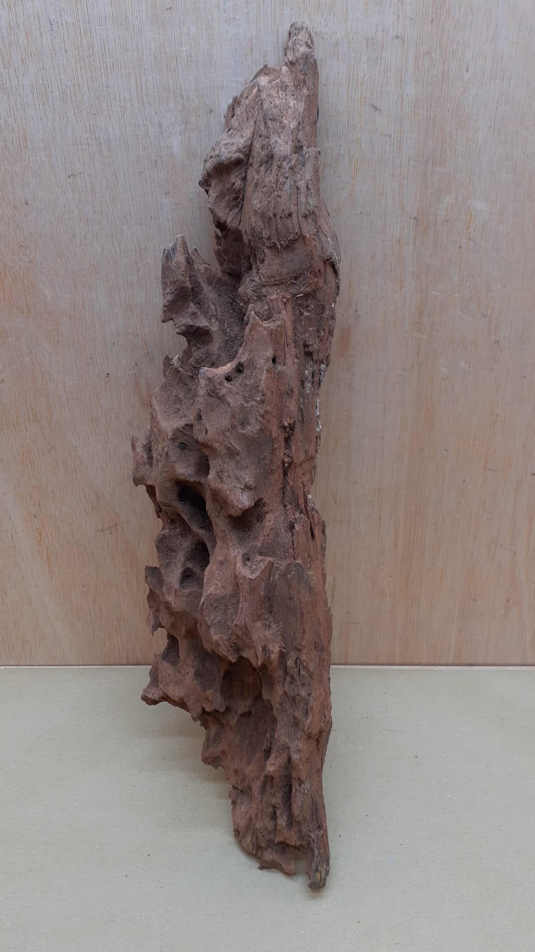 Driftwood - XL 6