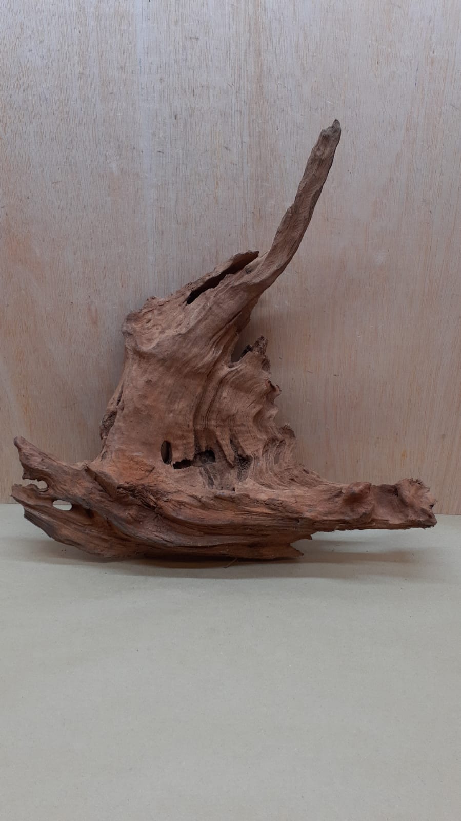 Driftwood - XL 1