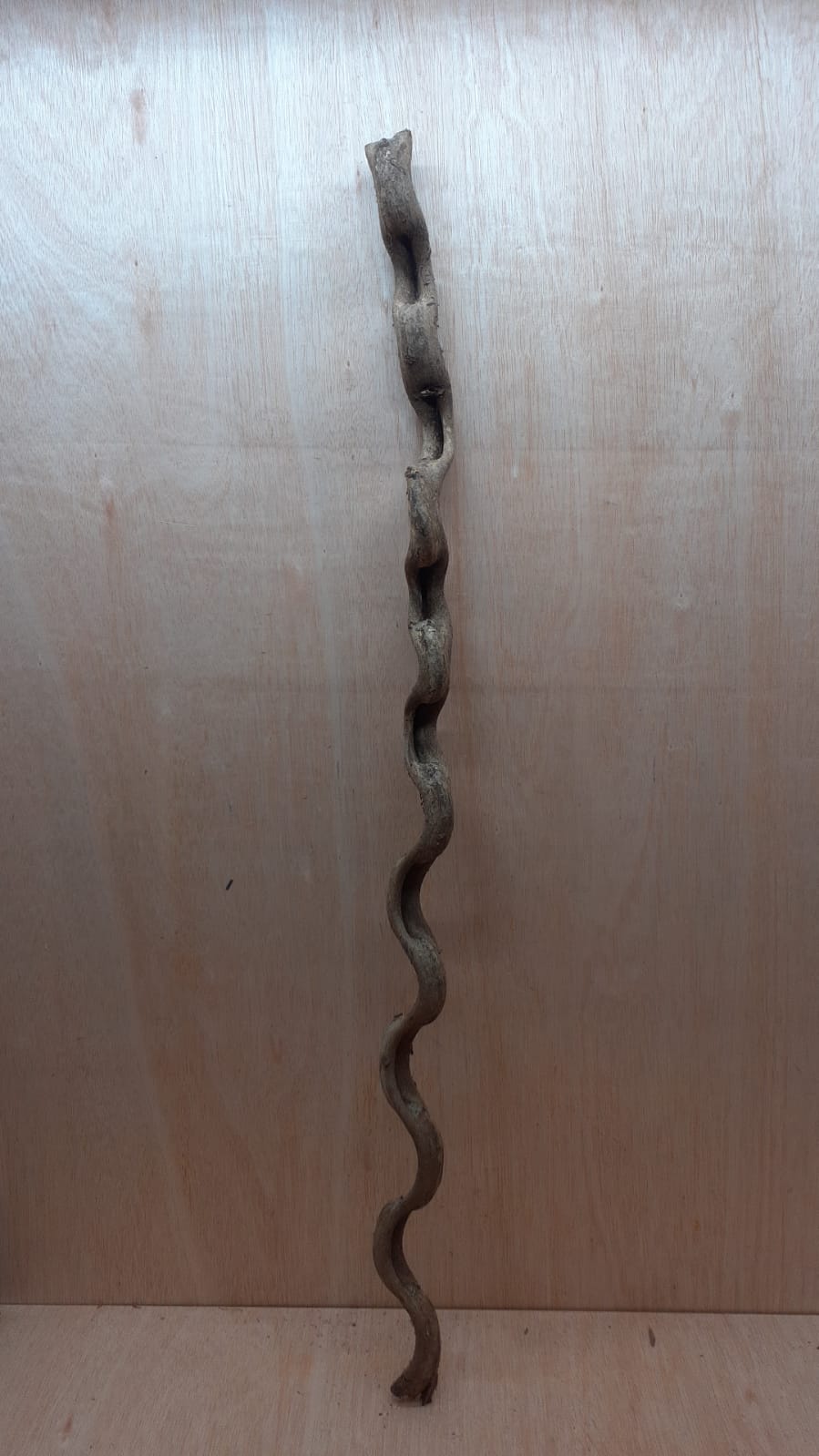 Monkey Ladder Liana - Long - 12