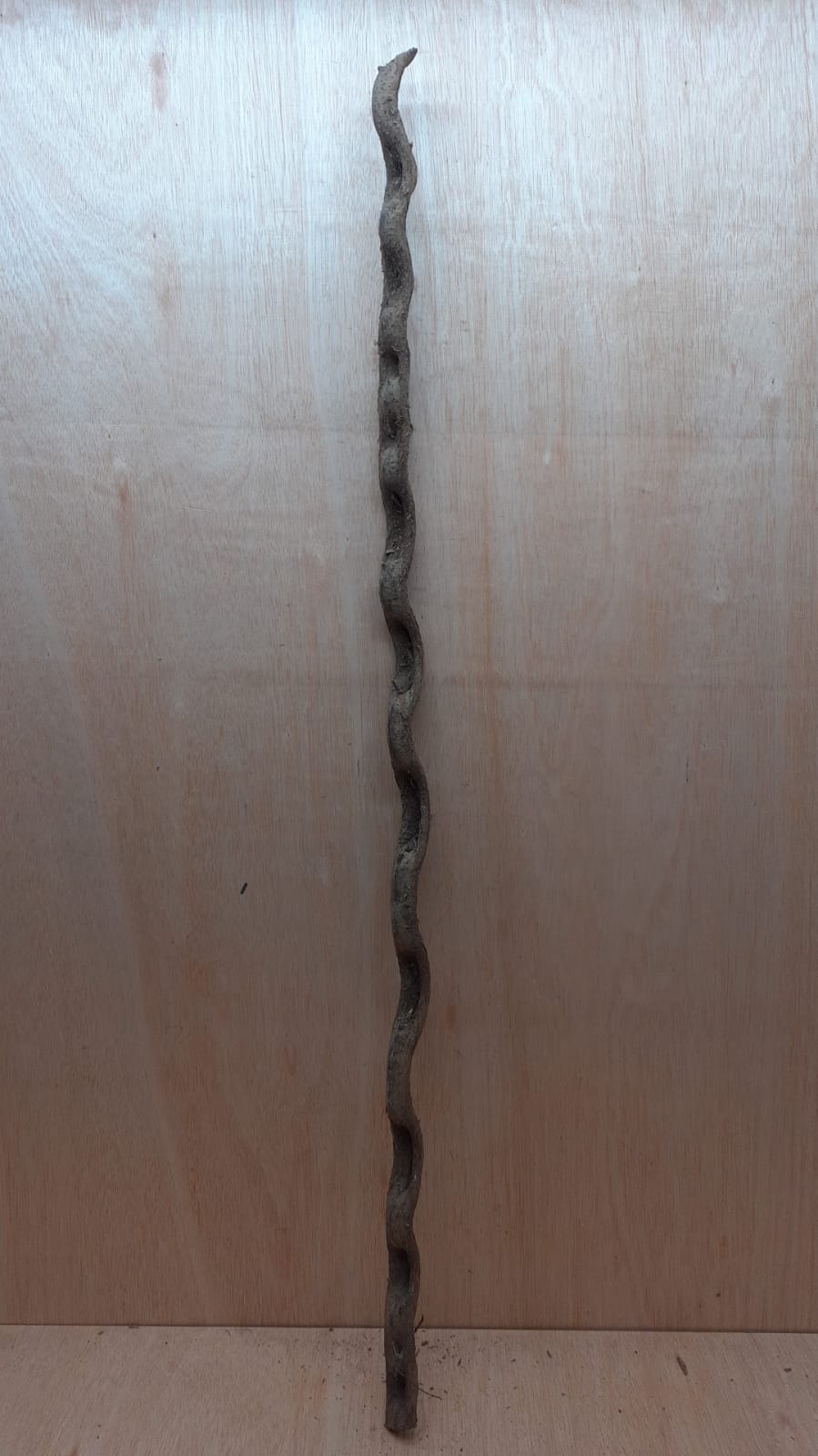 Monkey Ladder Liana - Long - 20