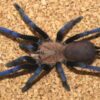 Birupes simoroxigorum