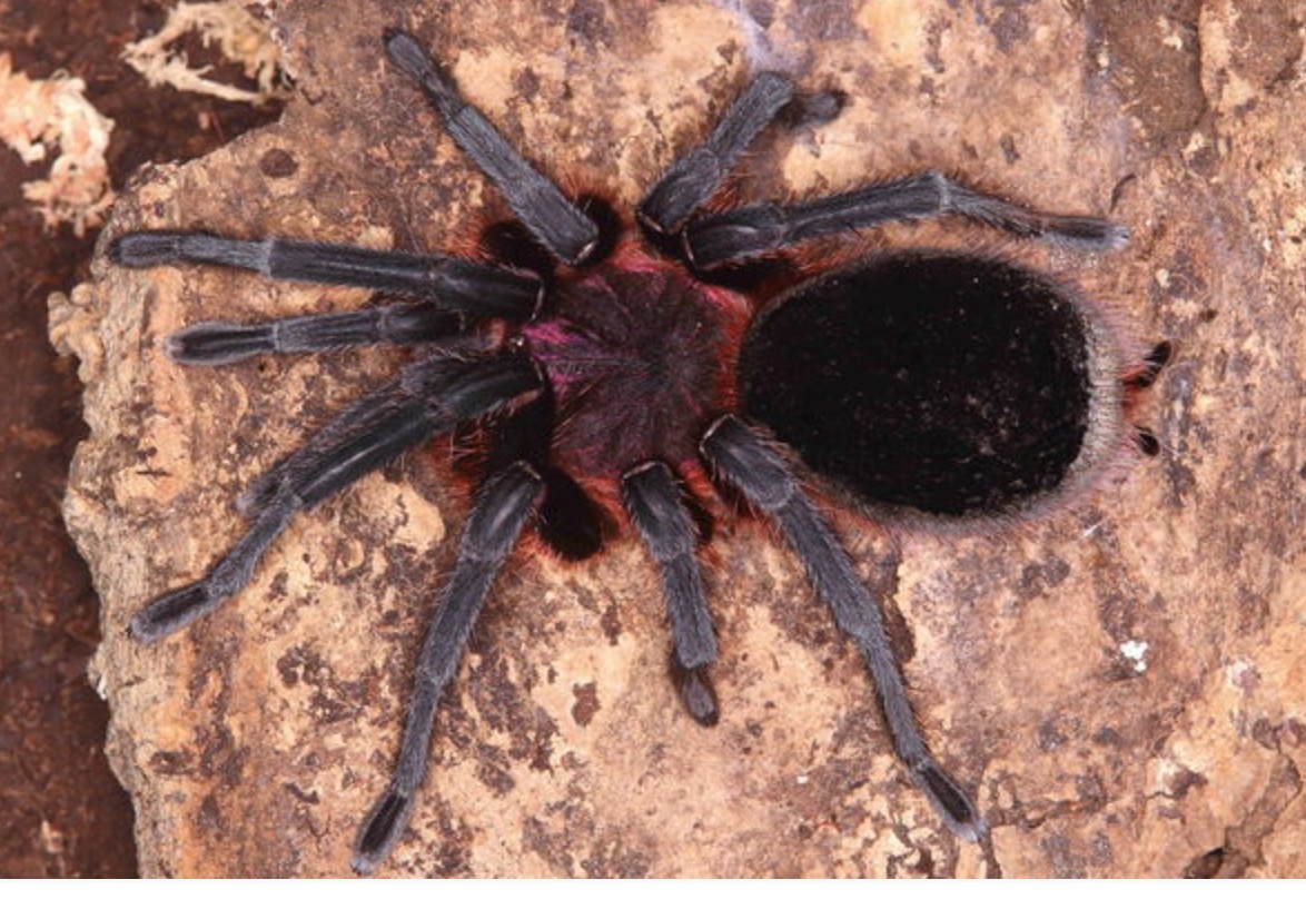 Bumba cf. tapajos
