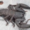 Scorpiops citadelle