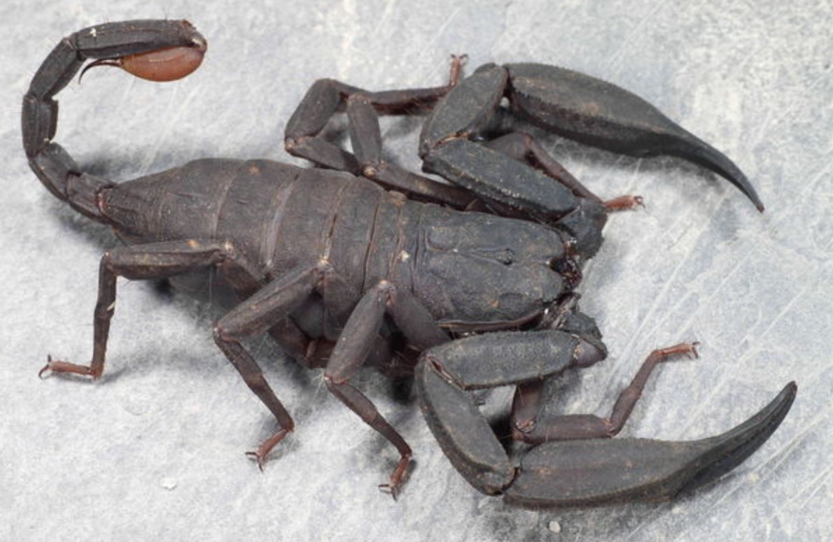 Scorpiops citadelle