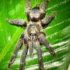 Tapinauchenius sp. 'Yasuni