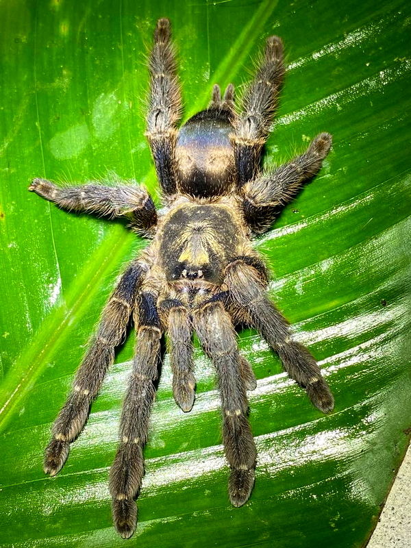 Tapinauchenius sp. 'Yasuni