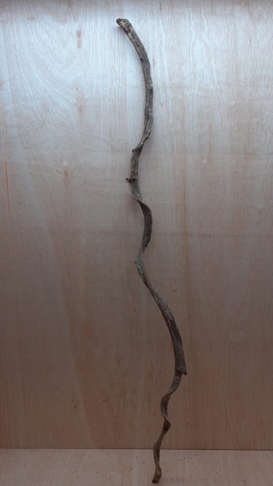 Curved Liana - Long - 16