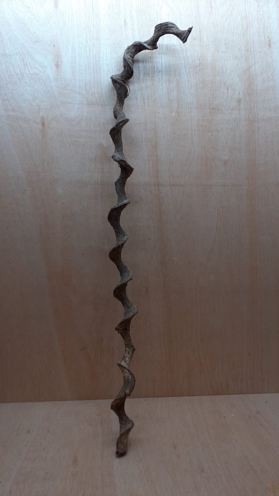Curved Liana - Long - 17