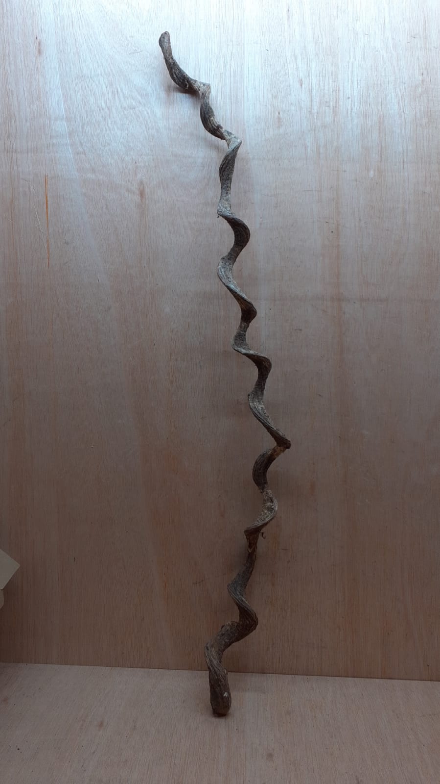 Curved Liana - Long - 19