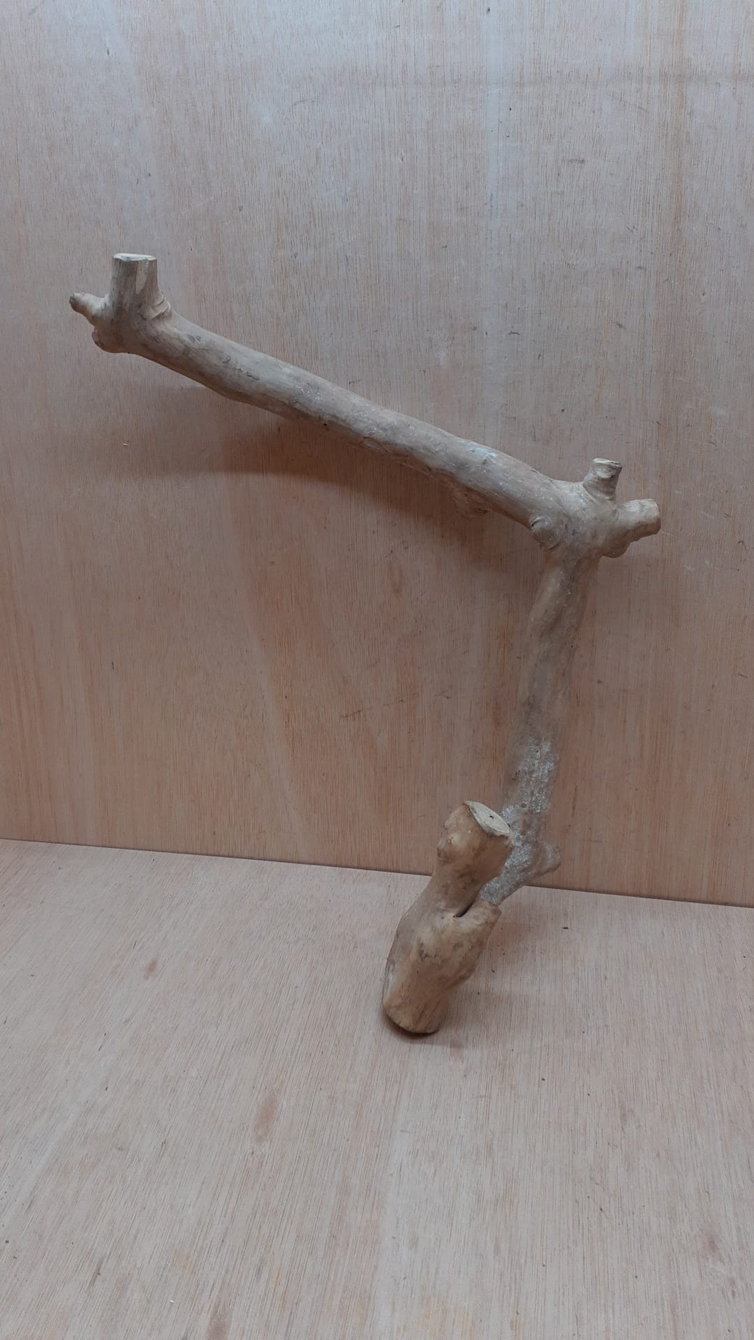 Java Wood - Single Stem - Large 16