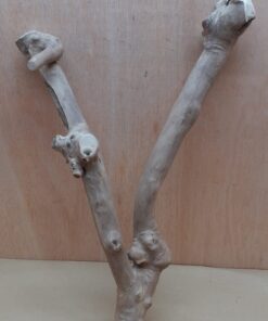 Java Wood - Double Stem - Large 14