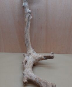 Java Wood - Double Stem - XL 13
