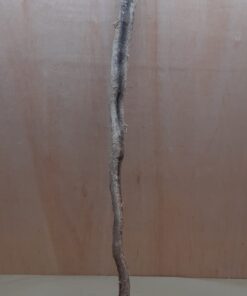 Monkey Ladder Liana - Long - 14