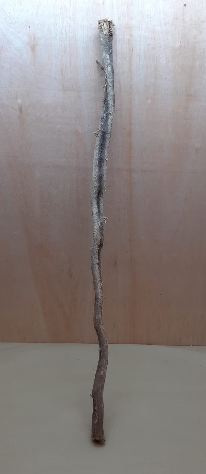 Monkey Ladder Liana - Long - 14