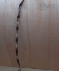 Monkey Ladder Liana - Long - 15