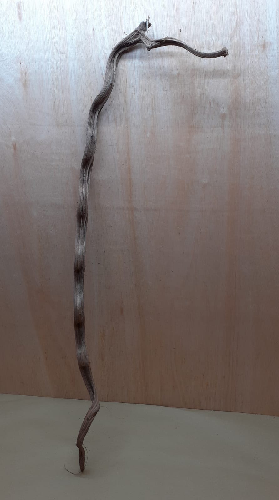 Monkey Ladder Liana - Long - 15