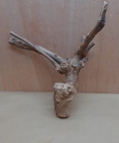 Java Wood - Double Stem - Large 11
