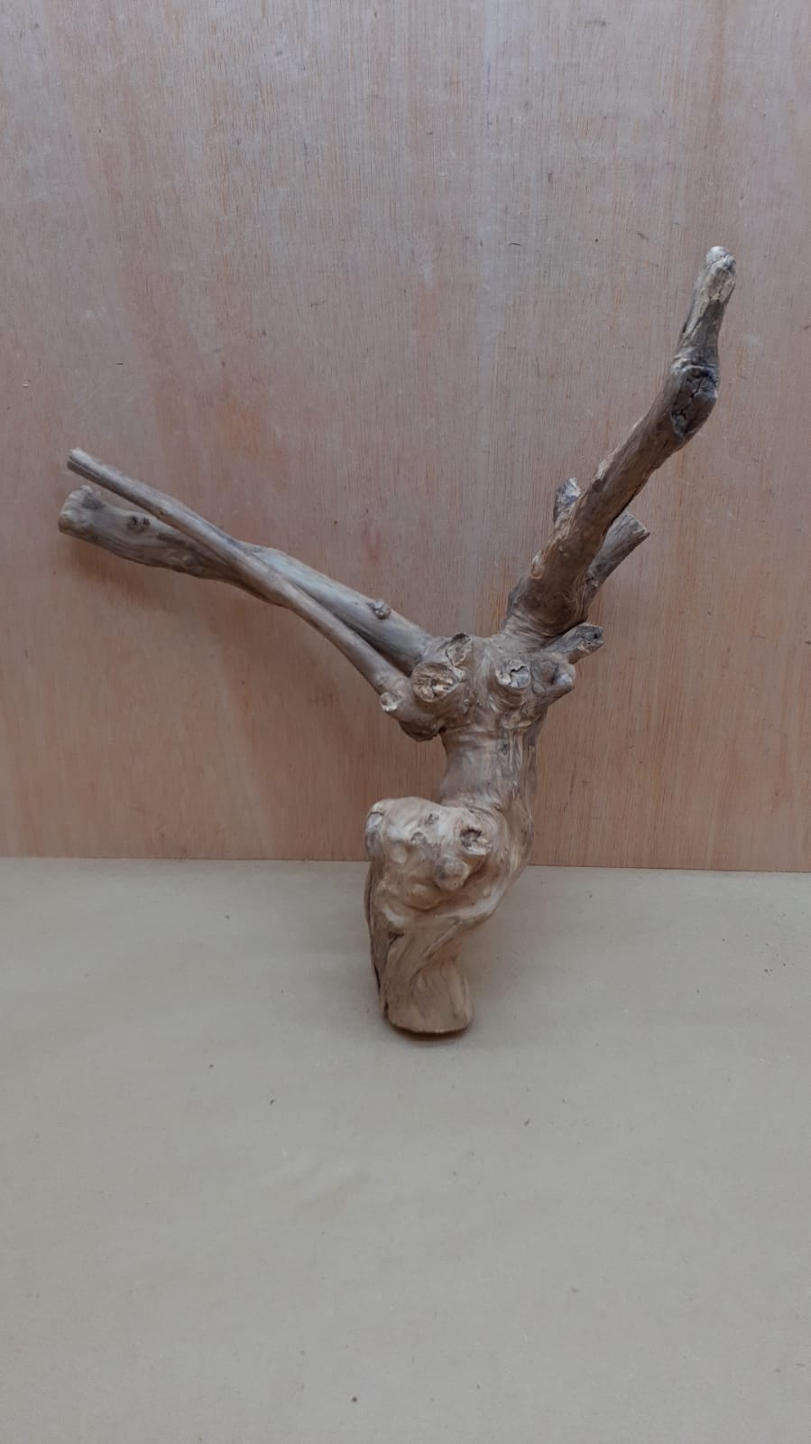 Java Wood - Double Stem - Large 11