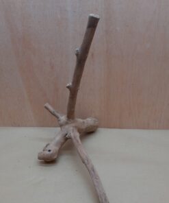 Java Wood - Double Stem - Large 18