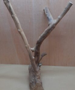 Java Wood - Double Stem - XL 17