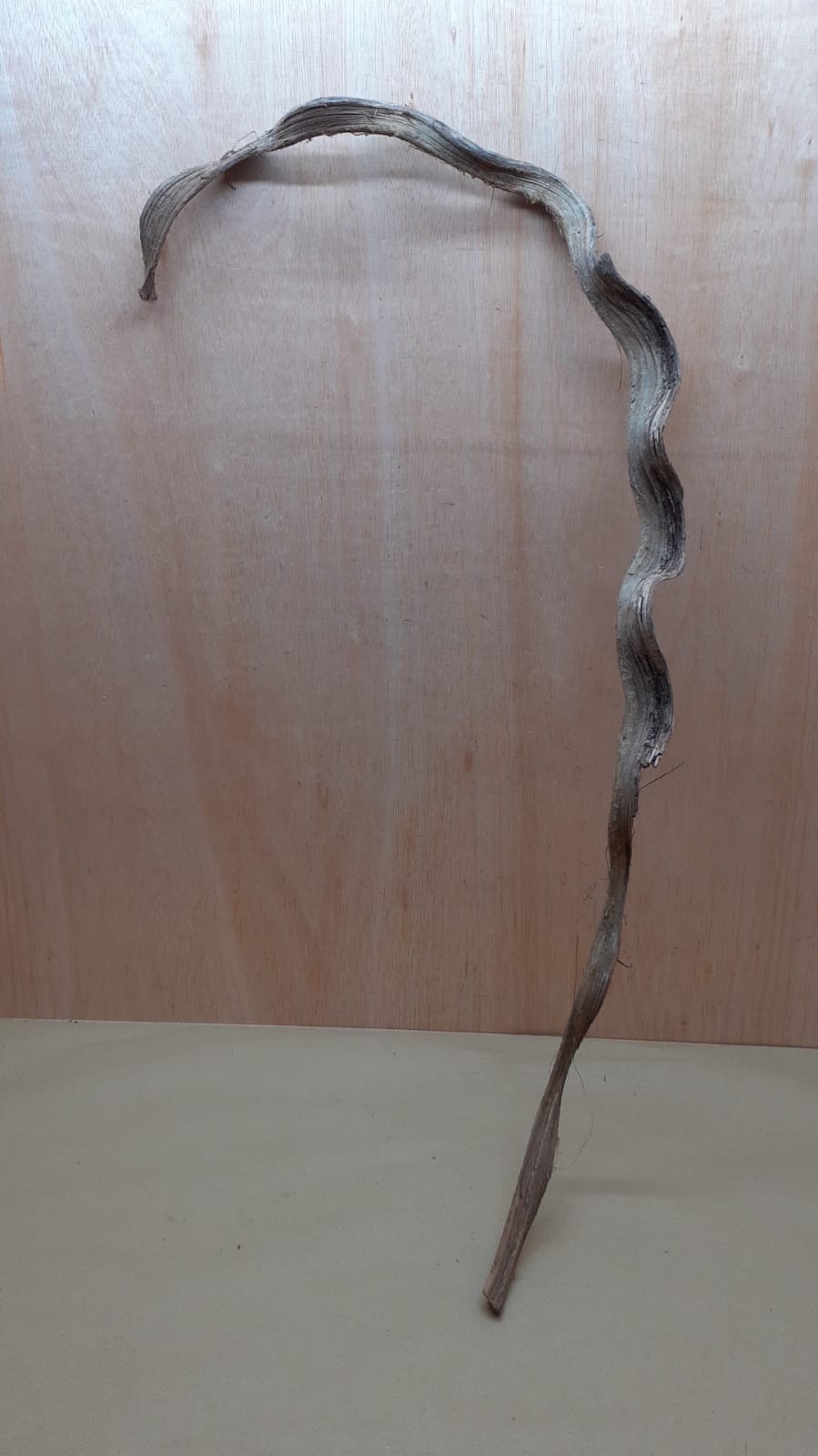 Monkey Ladder Liana - Long - 19