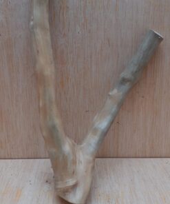 Java Wood - Double Stem - Small 20