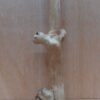 Java Wood - Single Stem - Medium 15