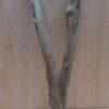 Java Wood - Double Stem - Small 19