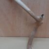 Java Wood - Single Stem - Small 13