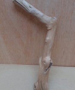 Java Wood - Single Stem - Small 11