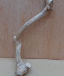Java Wood - Single Stem - Small 12