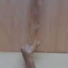 Java Wood - Single Stem - Small 16