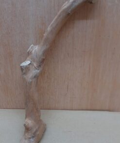 Java Wood - Single Stem - Small 17