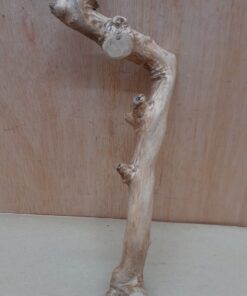 Java Wood - Single Stem - Small 18