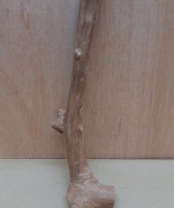 Java Wood - Single Stem - Small 19