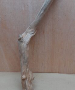 Java Wood - Single Stem - XL 12