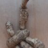Bamboo Root - Small - 10