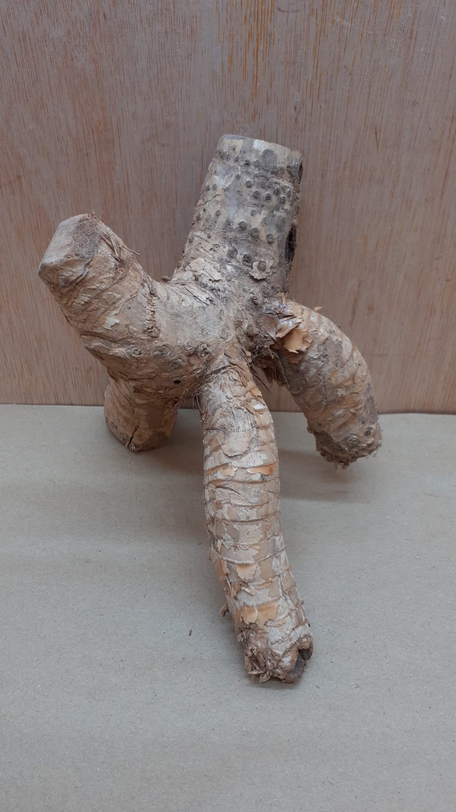 Bamboo Root - Small - 7