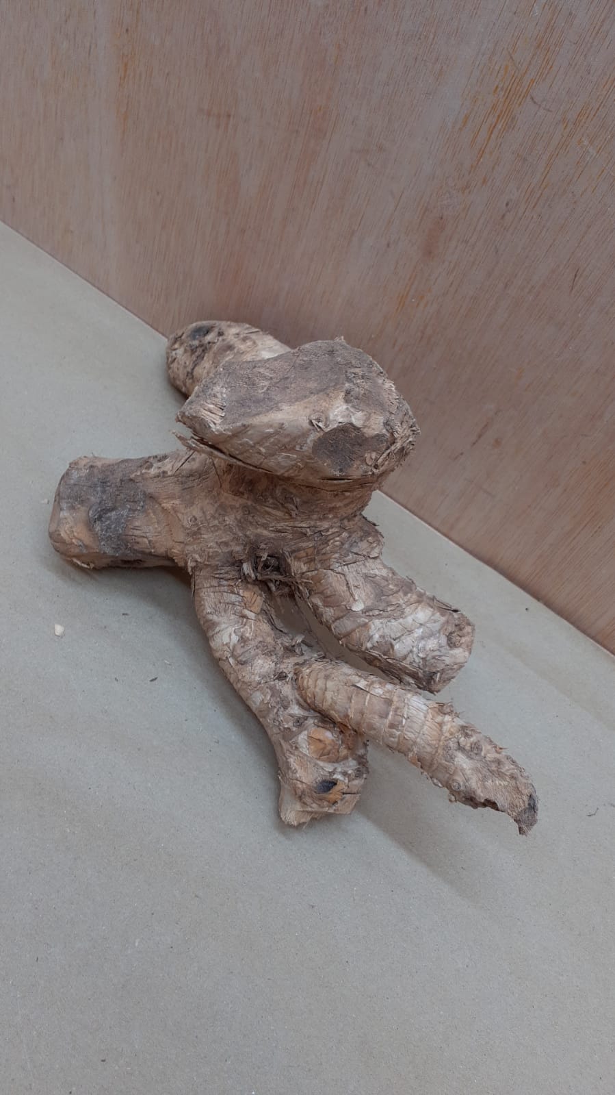 Bamboo Root - Small - 9
