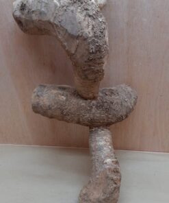Bamboo Root - Large - 3
