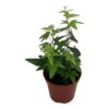 Hedera helix Jacobine