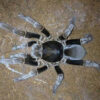 Hysterocrates gigas