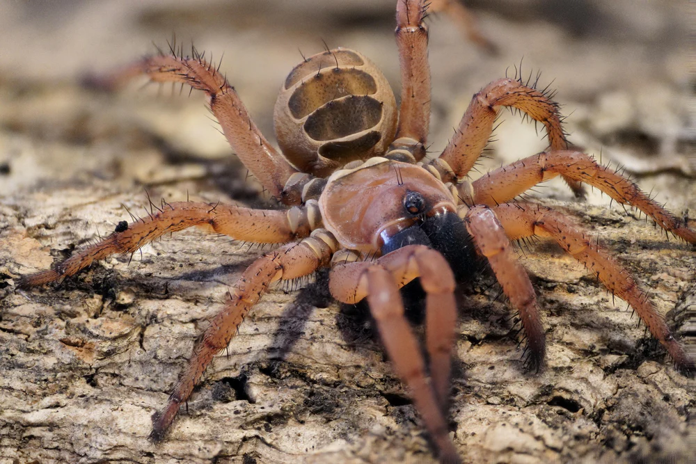 Orphnaecus sp. “Blue Querzon”
